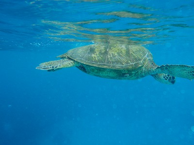 オアフ島 181.jpg