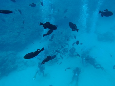 オアフ島 187.jpg